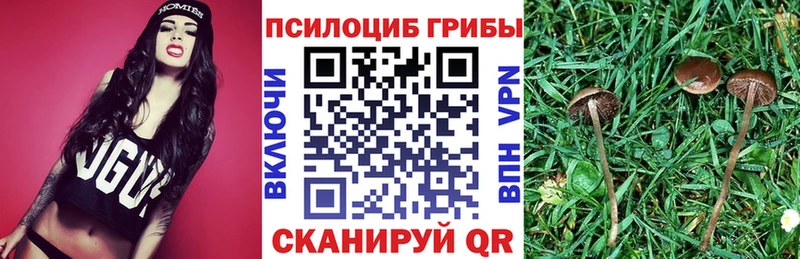 где купить наркотик  Константиновск  Галлюциногенные грибы Cubensis 